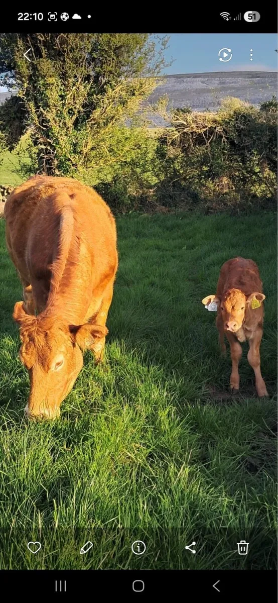 Gort Mart: 30th April - Image 3