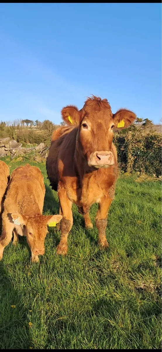Gort Mart: 30th April - Image 4