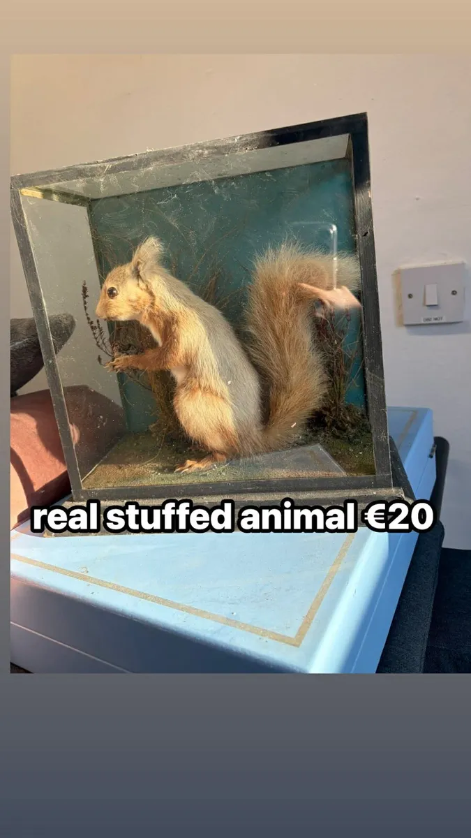 Stuffed animal with glass display - Image 1