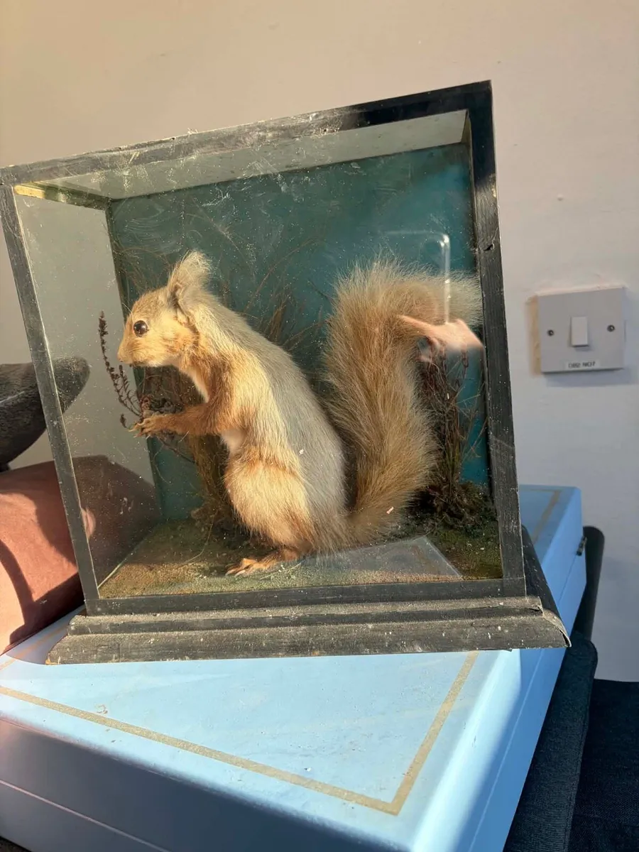 Stuffed animal with glass display - Image 2