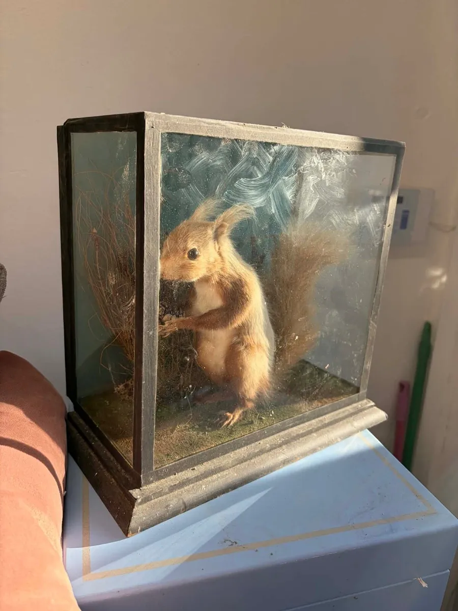 Stuffed animal with glass display - Image 4