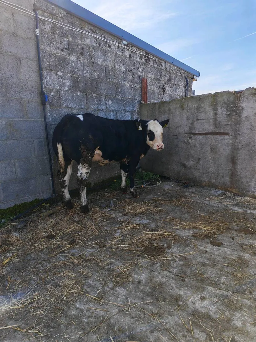 Show heifer - Image 1