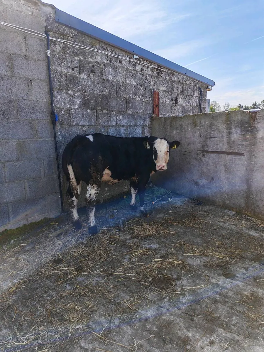 Show heifer - Image 2