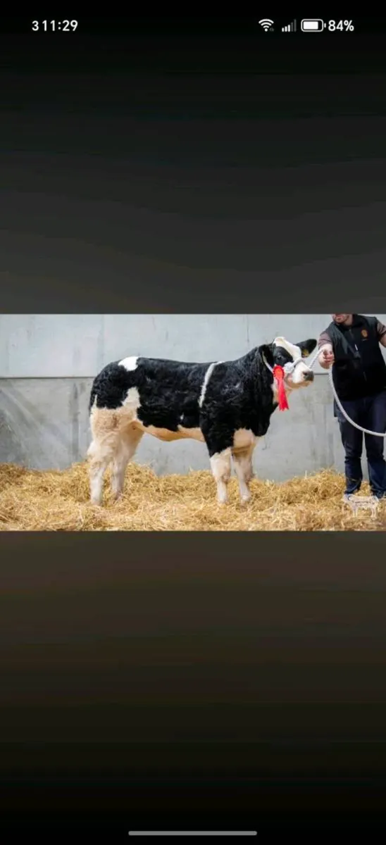 Show heifer - Image 3
