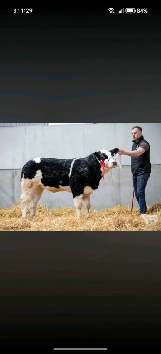 Show heifer - Image 4