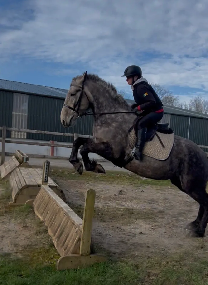 16.2hh full Irish draught - Image 1