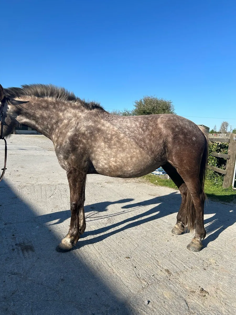 16.2hh full Irish draught - Image 3