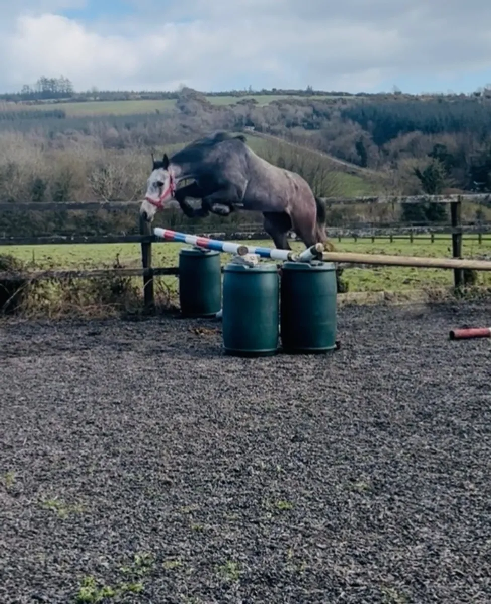 5yrs 16’1 Gelding - Image 1