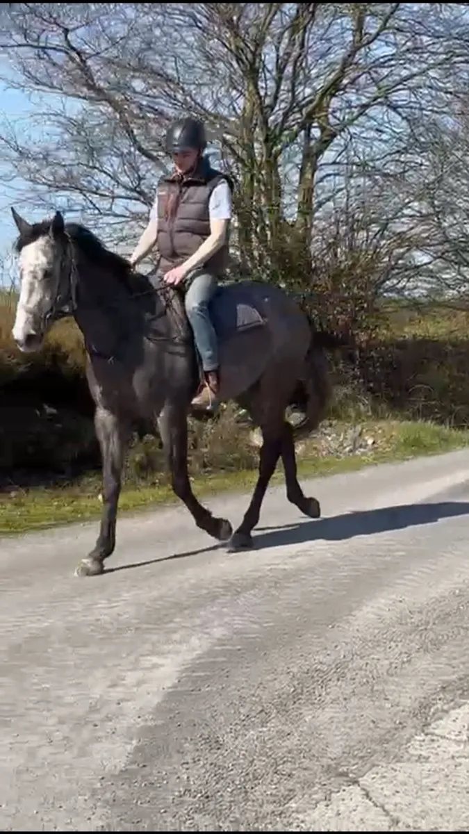 5yrs 16’1 Gelding - Image 3