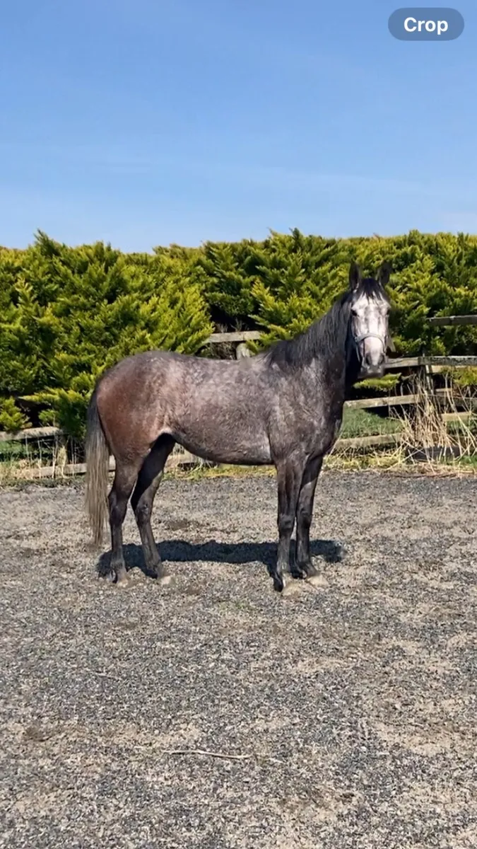 5yrs 16’1 Gelding - Image 2