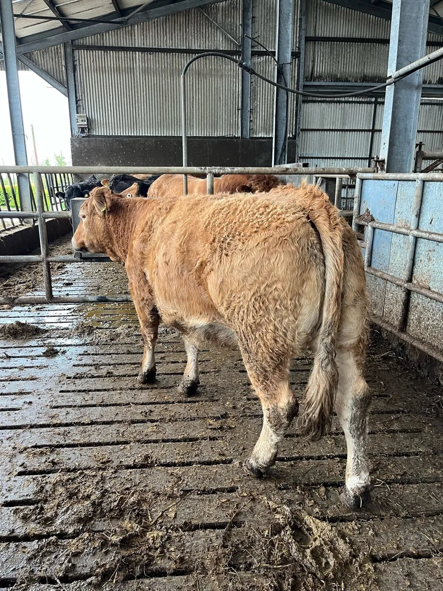 In Calf Limousin Heifers - Image 2
