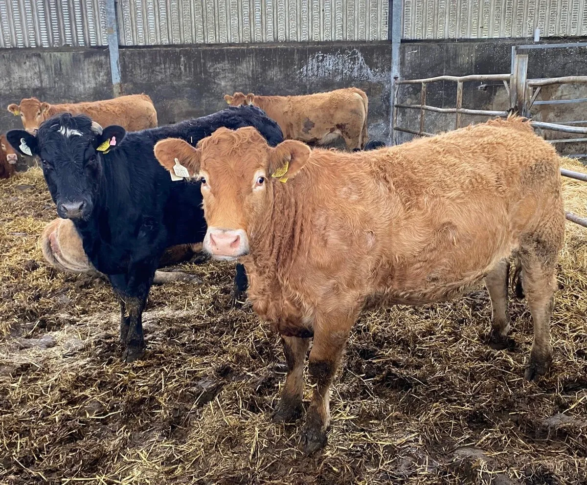 In Calf Limousin Heifers - Image 4
