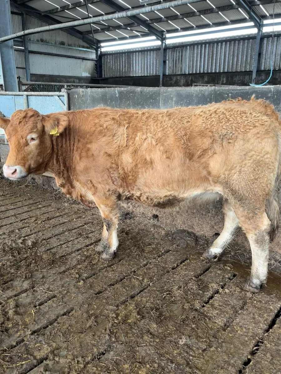In Calf Limousin Heifers - Image 3
