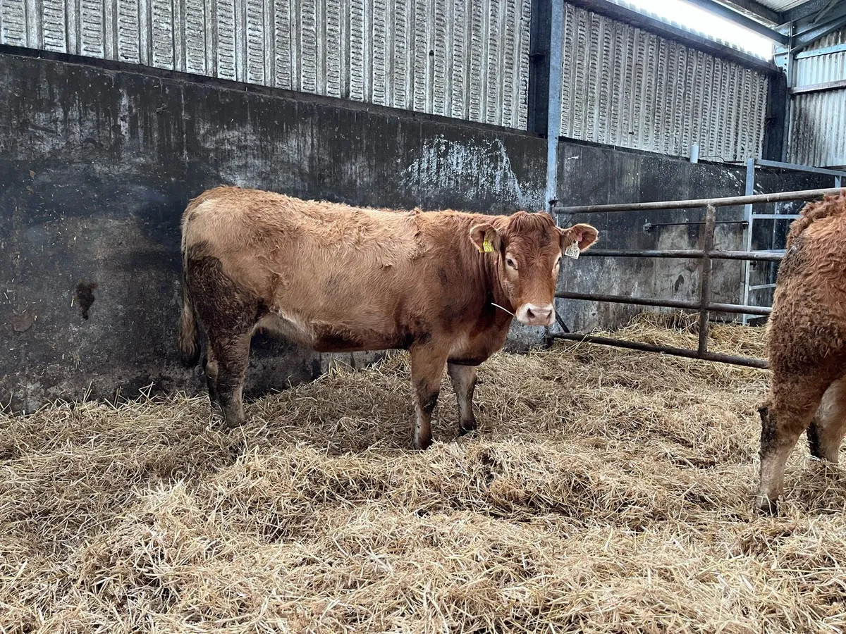 In Calf Limousin Heifers - Image 1