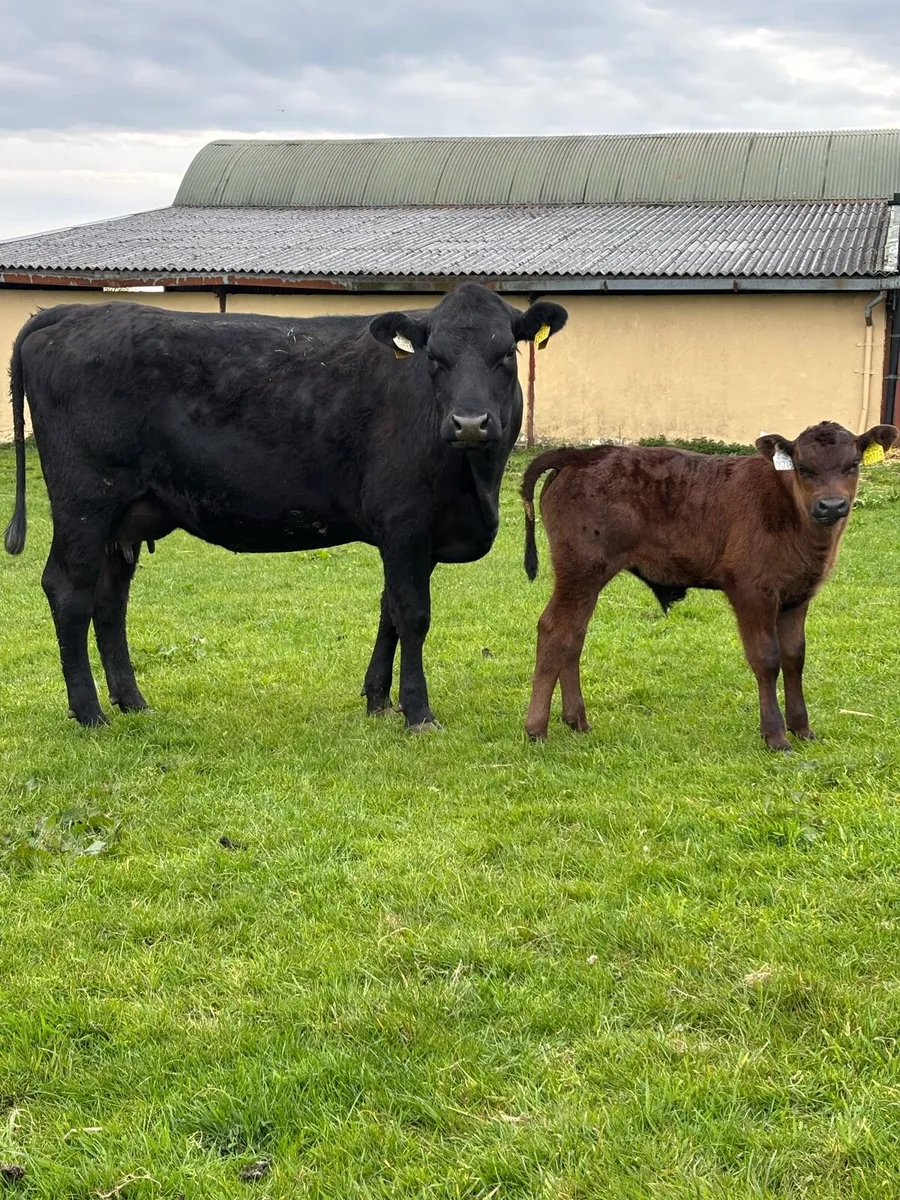 Heifer and Calf - Image 1