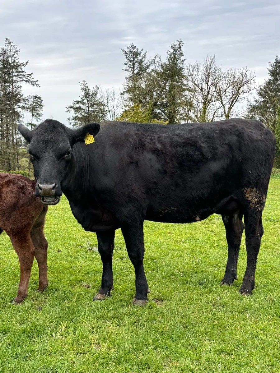 Heifer and Calf - Image 2