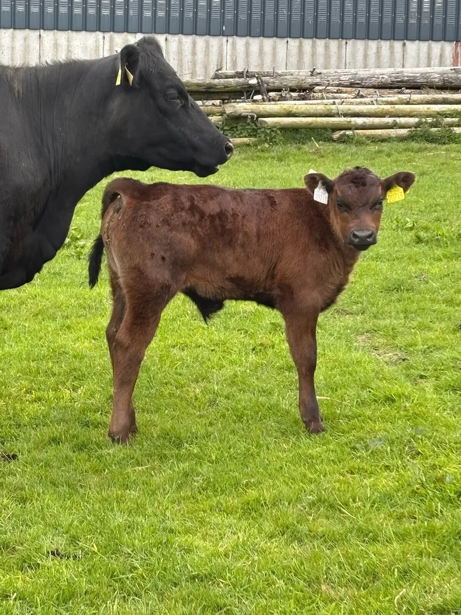 Heifer and Calf - Image 3