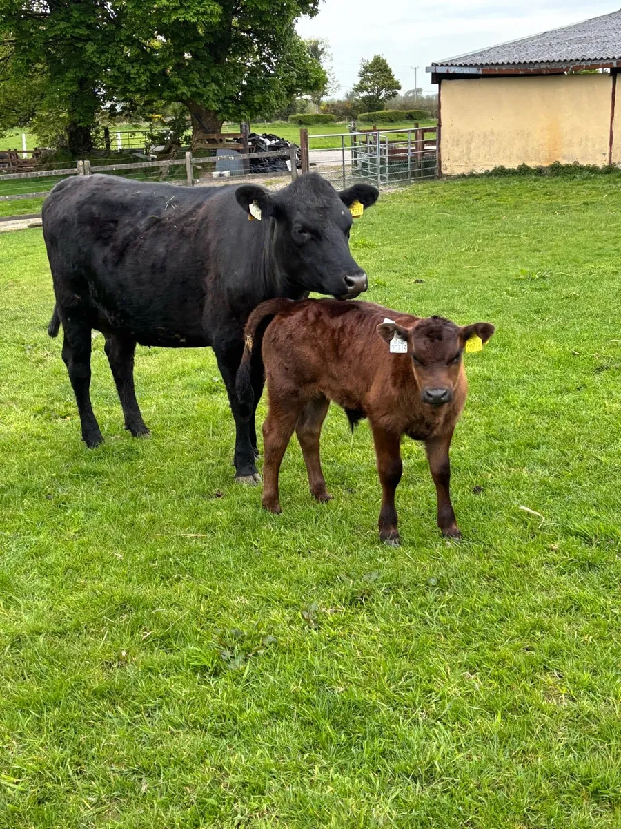 Heifer and Calf - Image 4