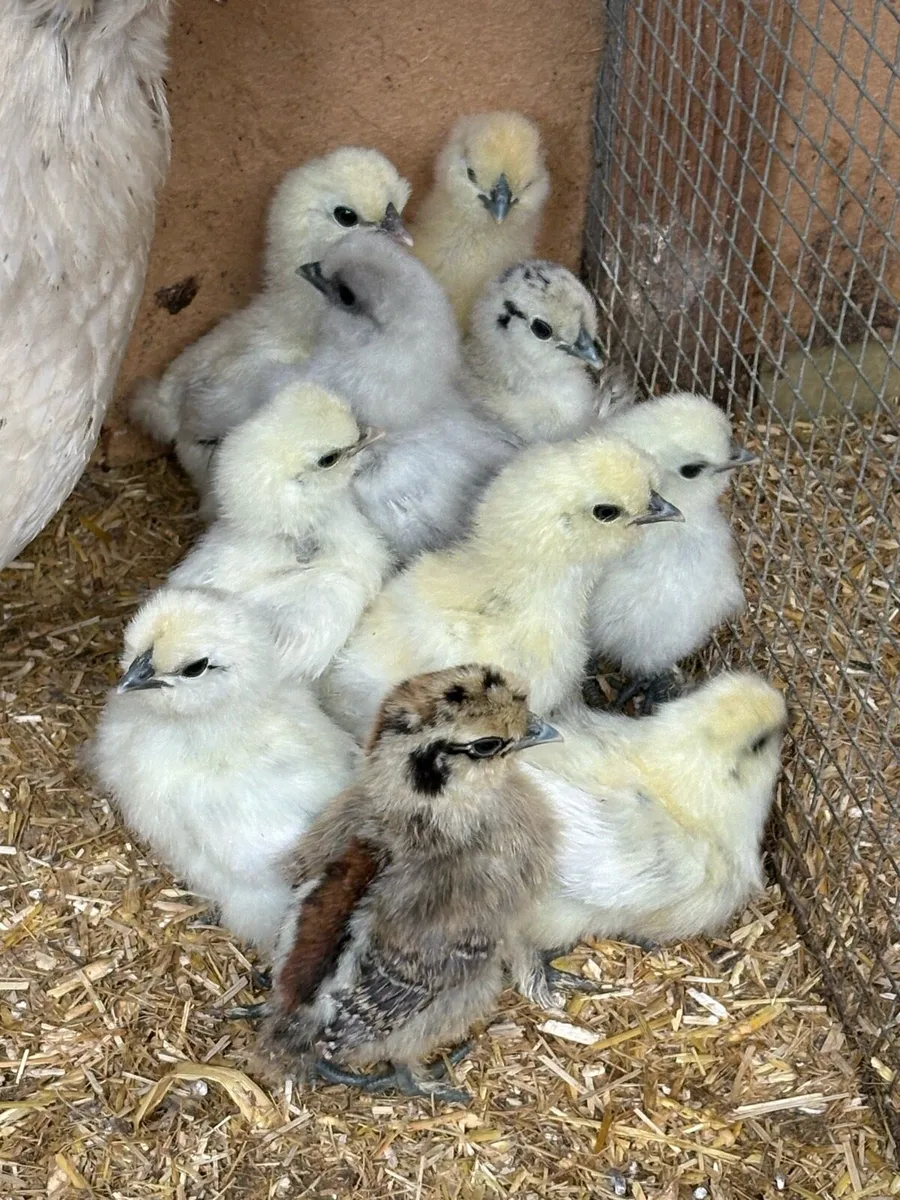 USA silkie chicks - Image 2