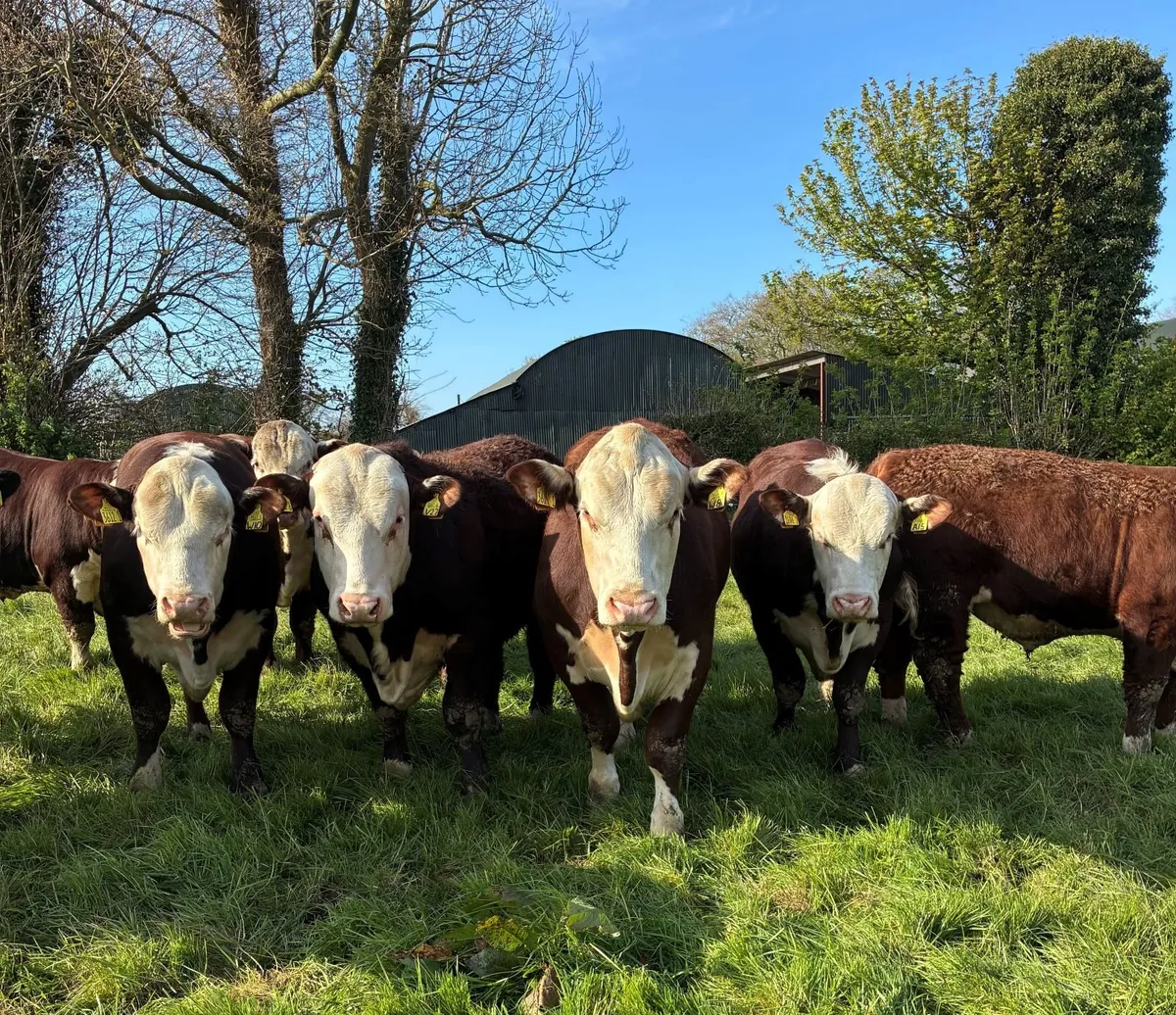Pedigree Hereford Bulls - Image 1