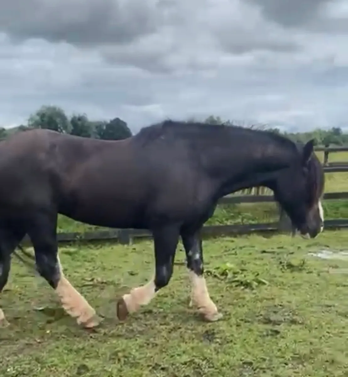 Companion horses - Image 3