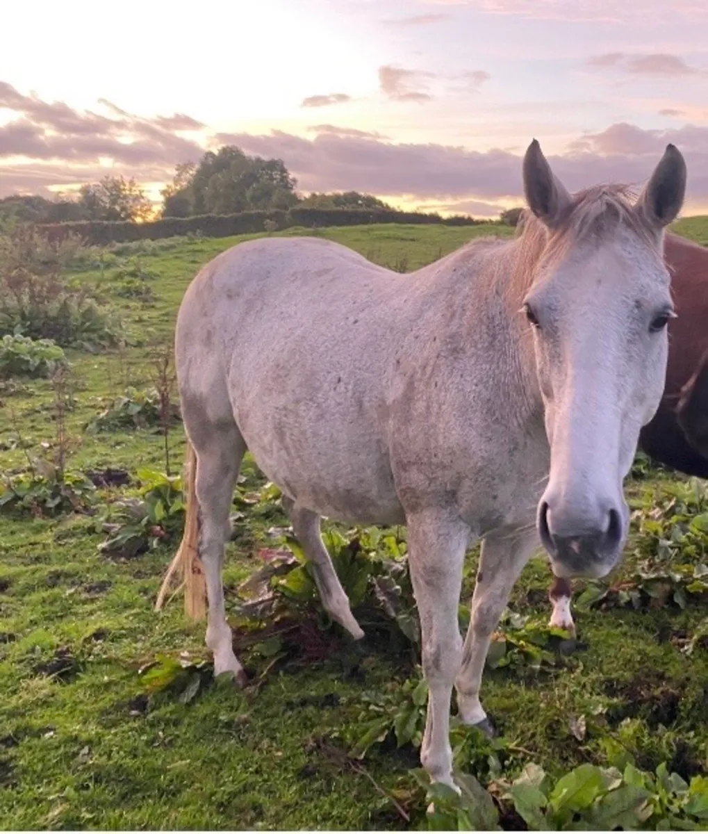 Companion horses - Image 1