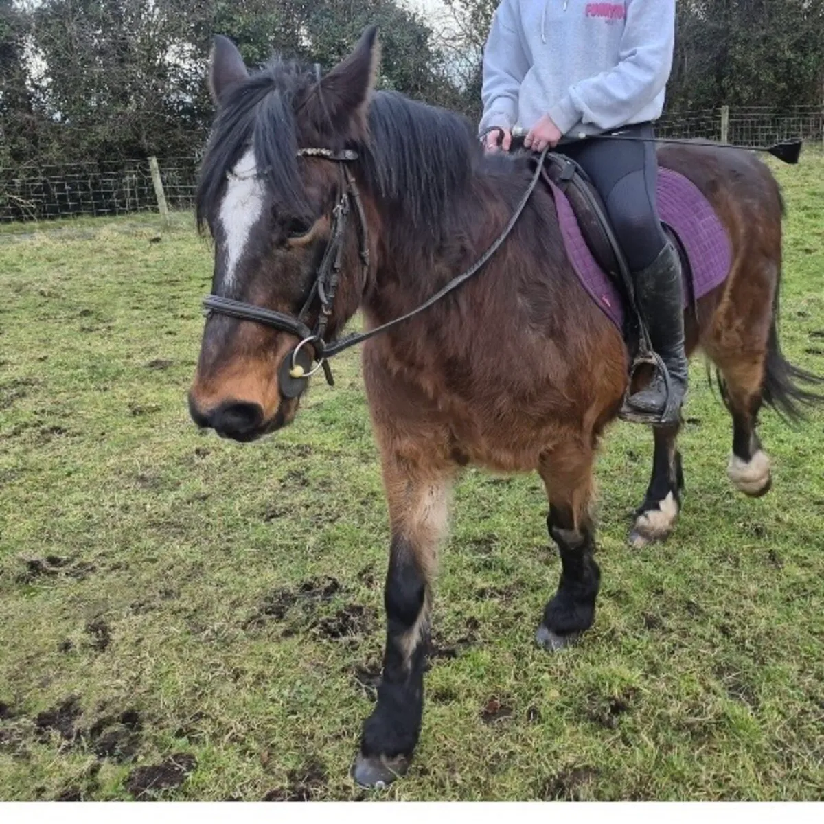 Companion horses - Image 2