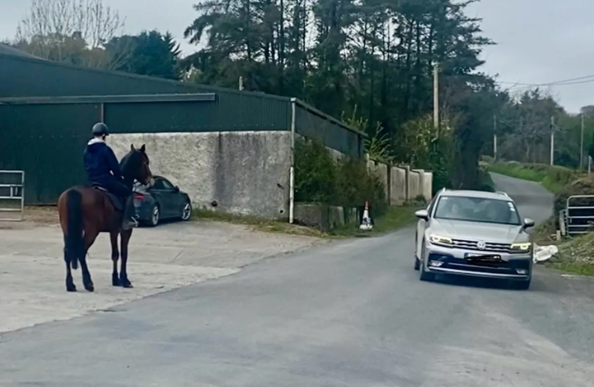 Performance Irish Draught gelding - Image 3