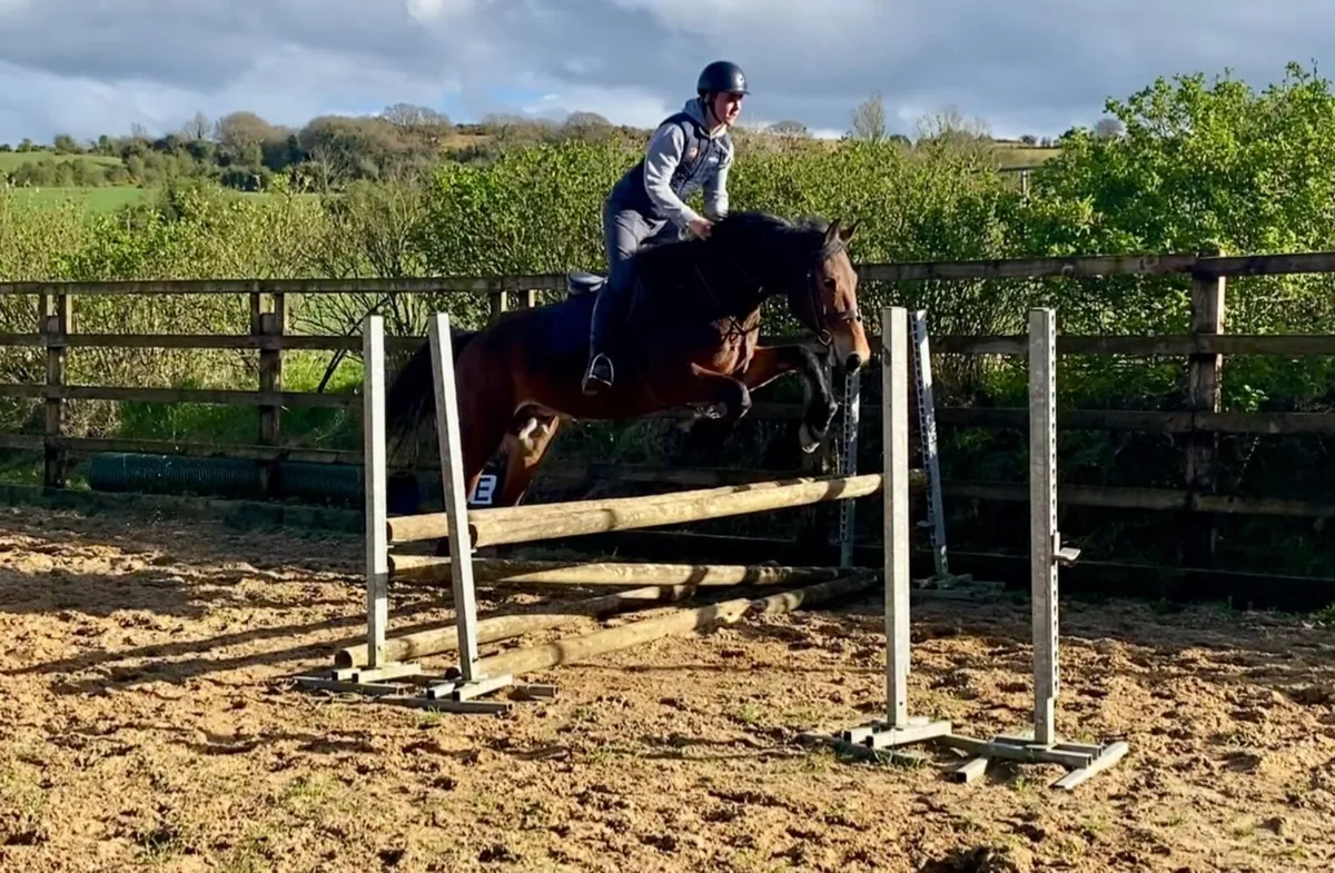 Performance Irish Draught gelding - Image 4