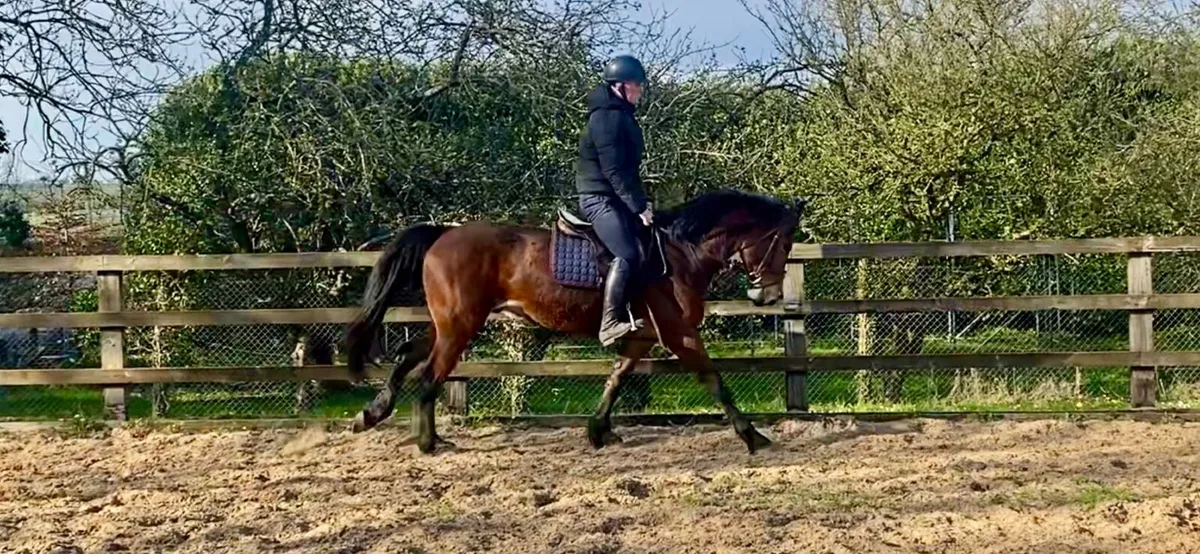 Performance Irish Draught gelding - Image 2