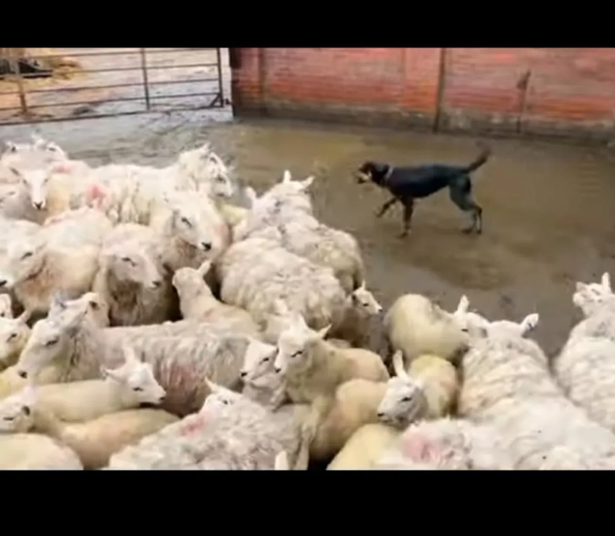New zealand huntaway/romney