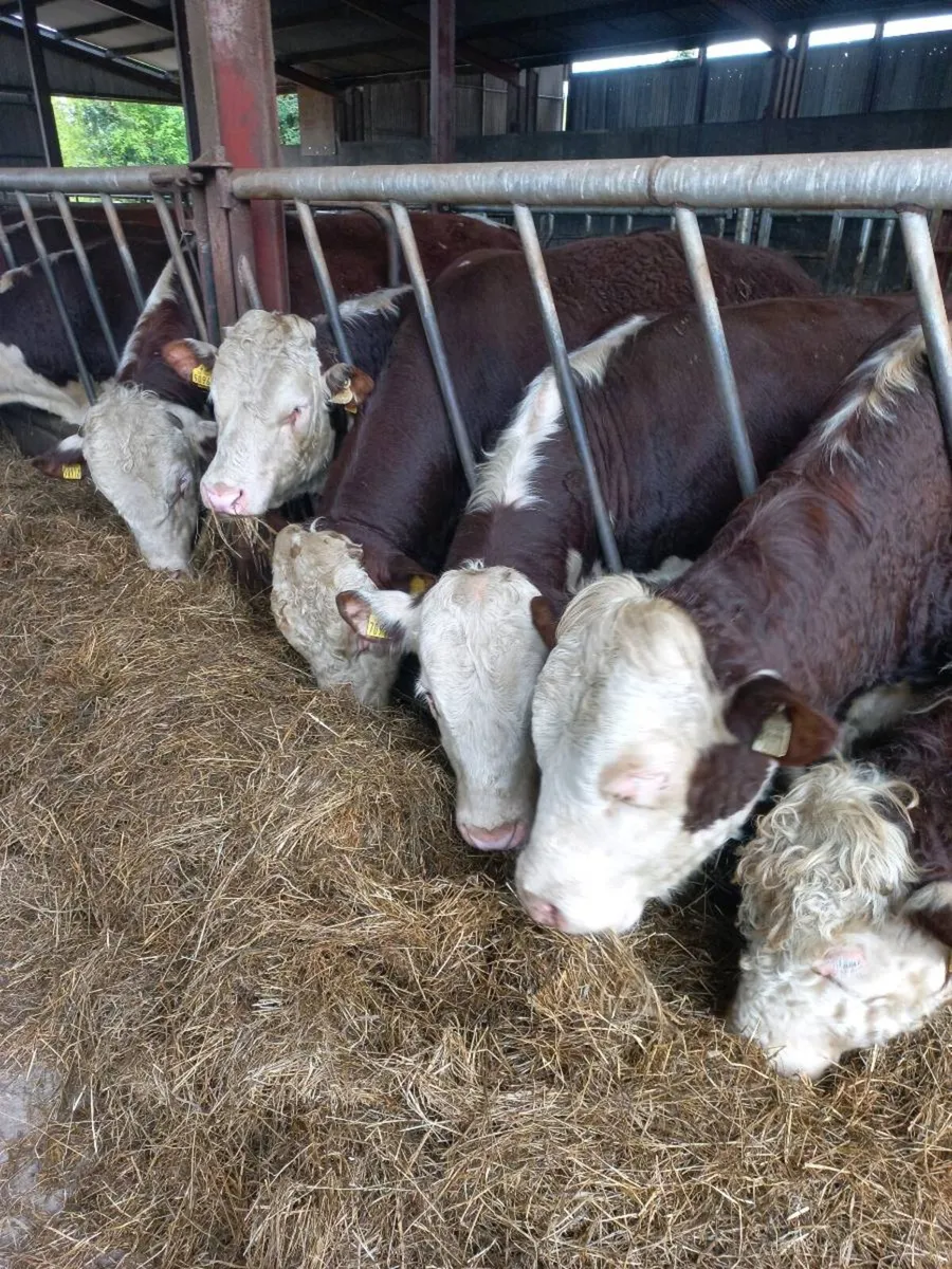 Pedigree Hereford bulls - Image 1