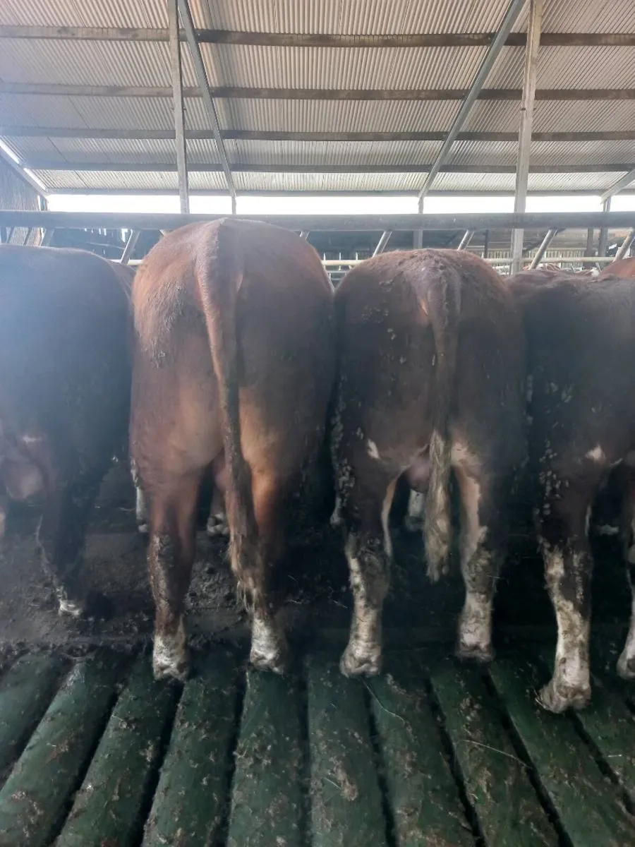 Pedigree Hereford bulls - Image 2