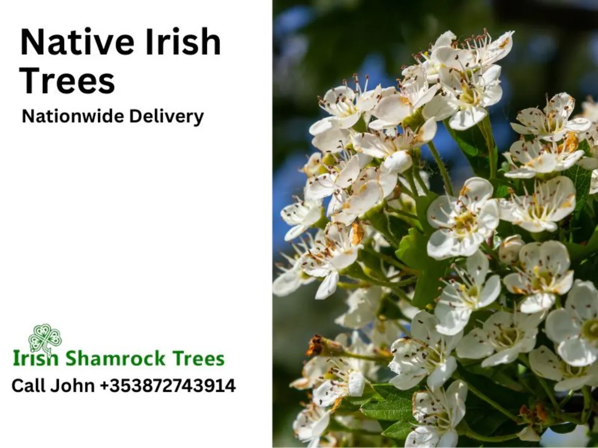 🍀 Native Irish Trees – from €0.50