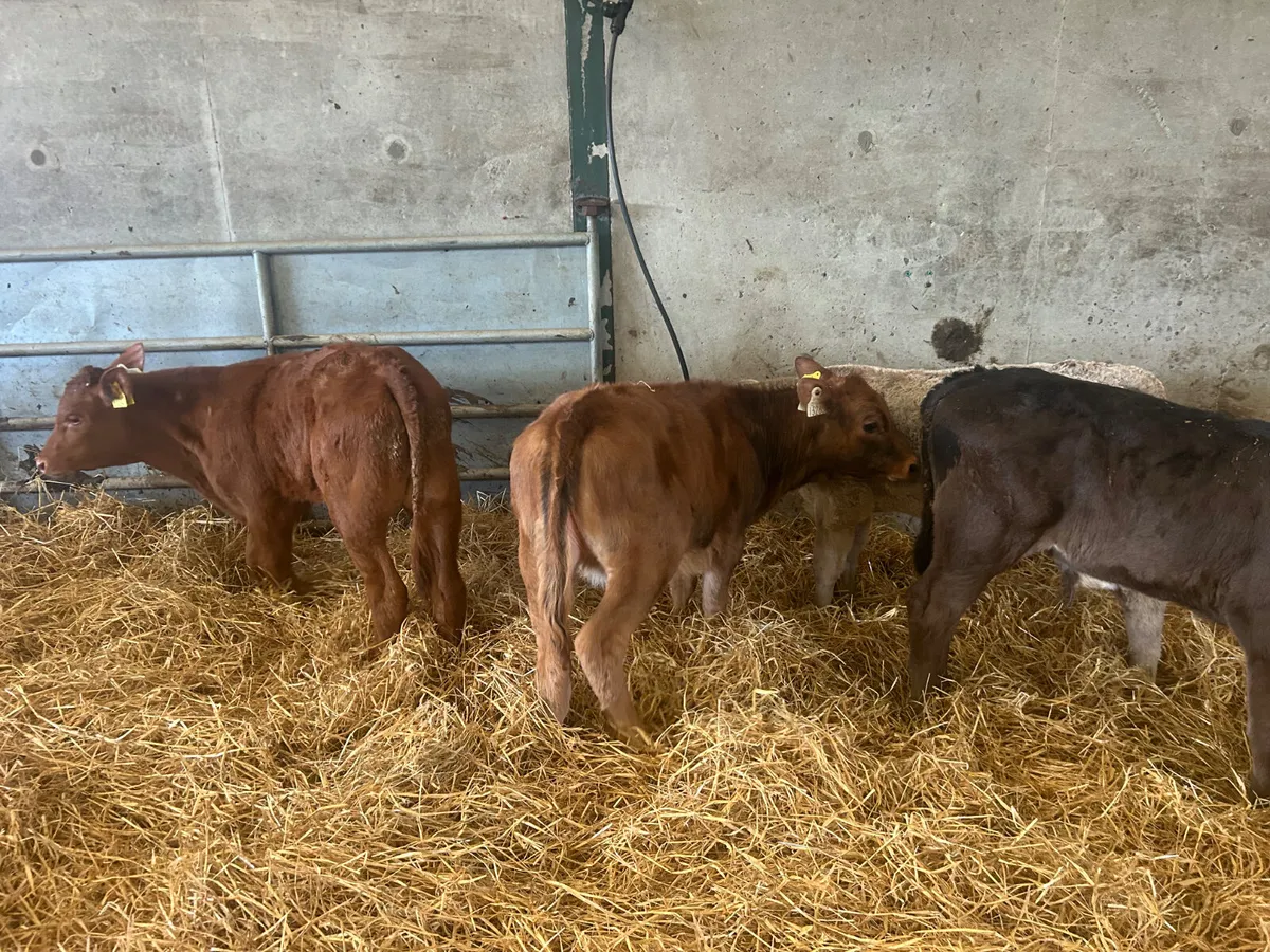 20 Continental calves - Image 4