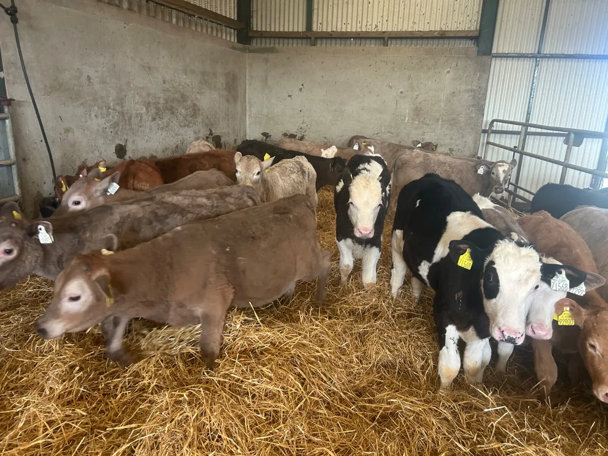 20 Continental calves - Image 3