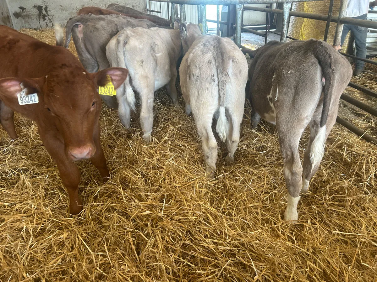 20 Continental calves - Image 2