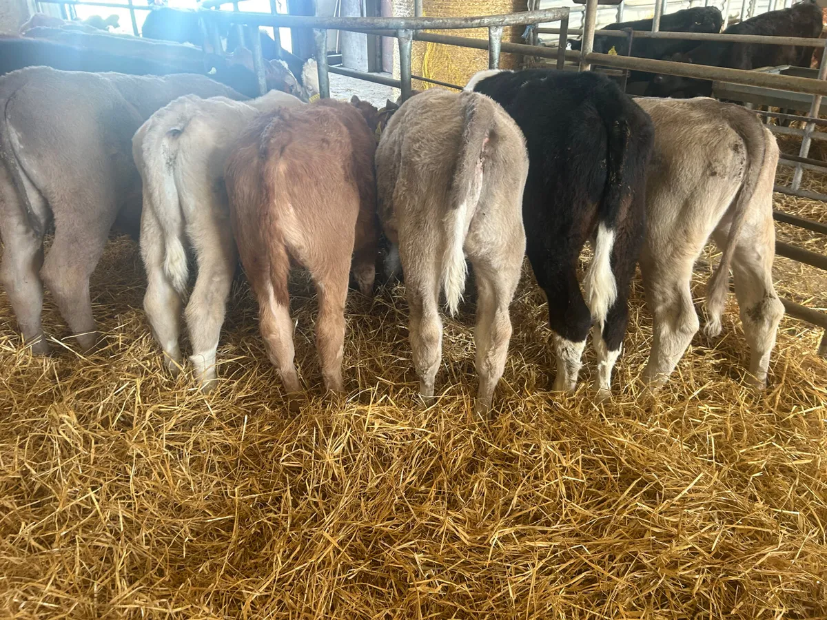 20 Continental calves - Image 1