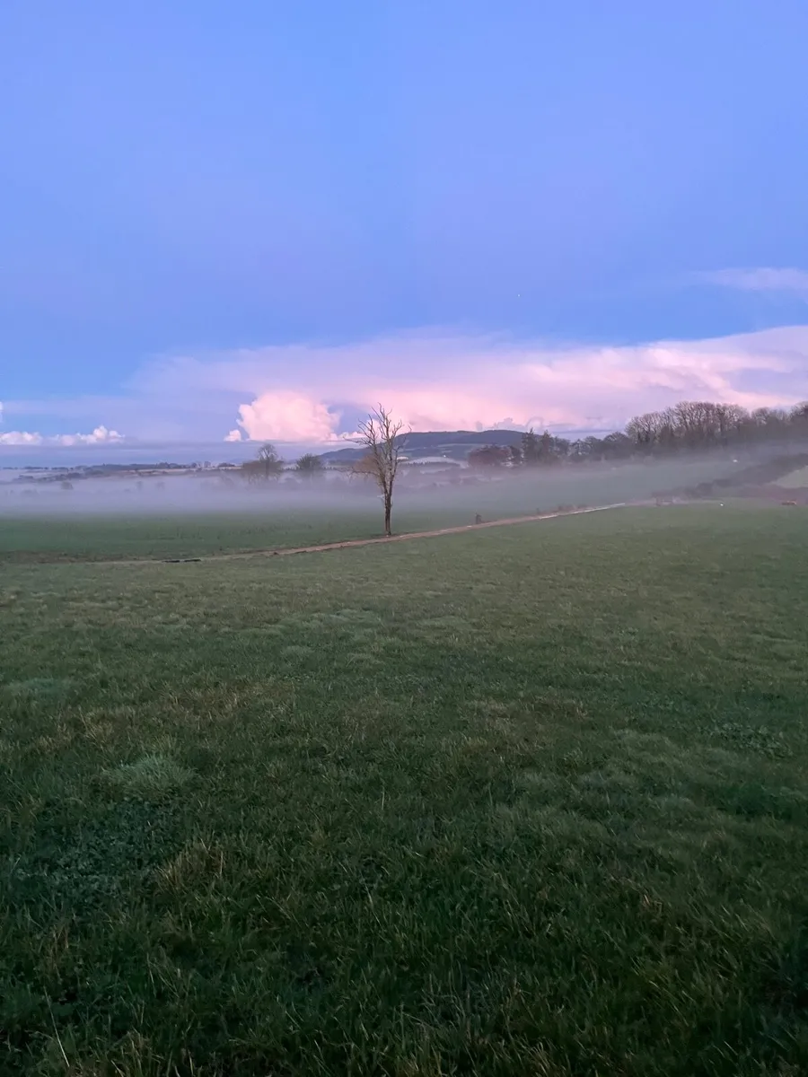 70 acres of grass to rent - Image 1