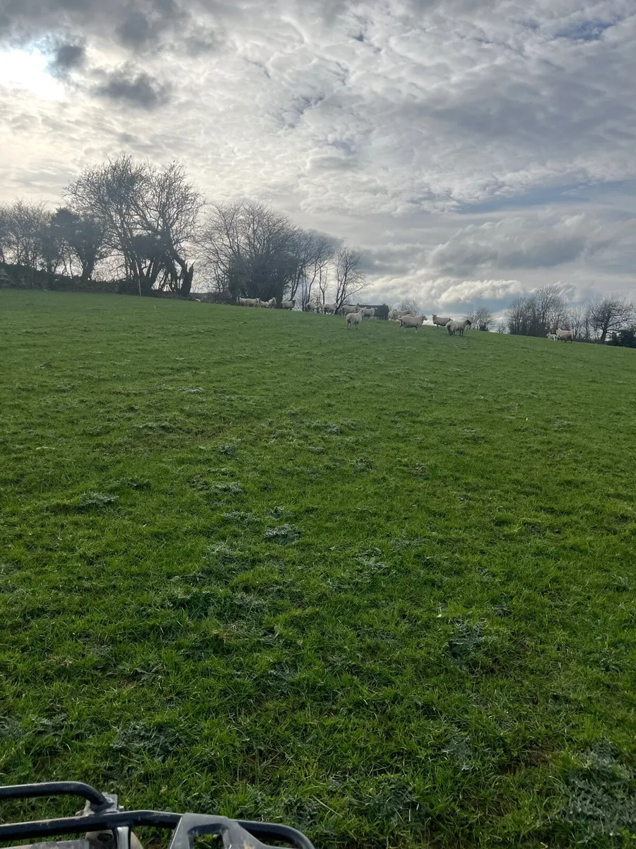70 acres of grass to rent - Image 3
