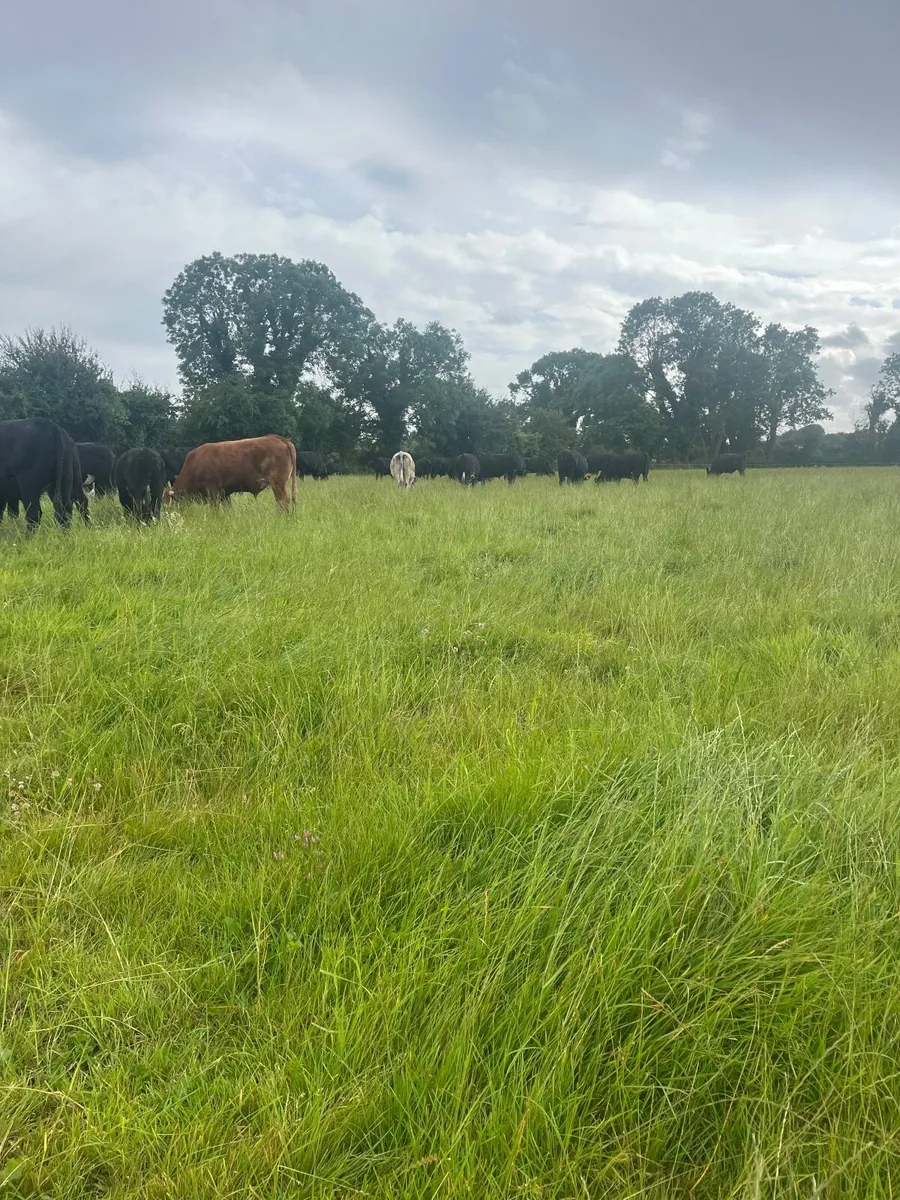 70 acres of grass to rent - Image 4