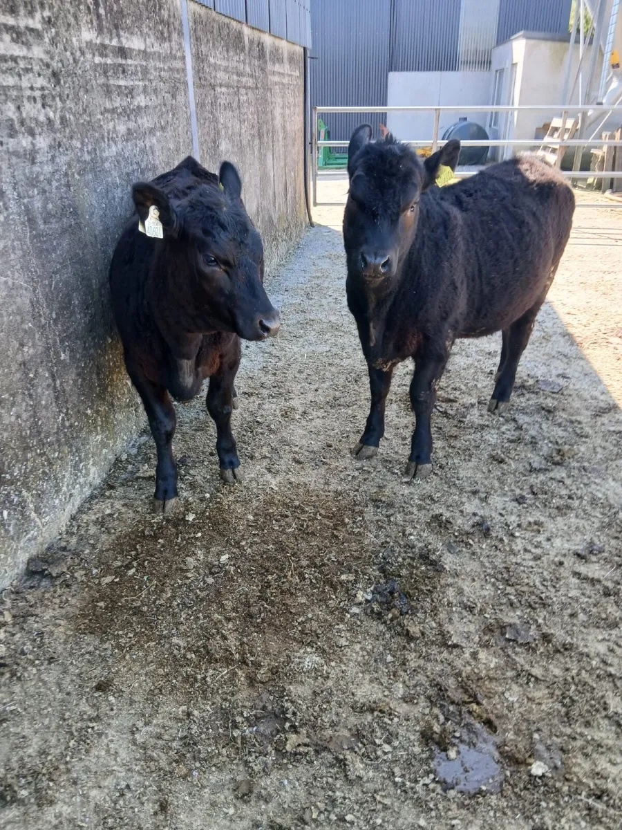 Aberdeen Angus - Image 3