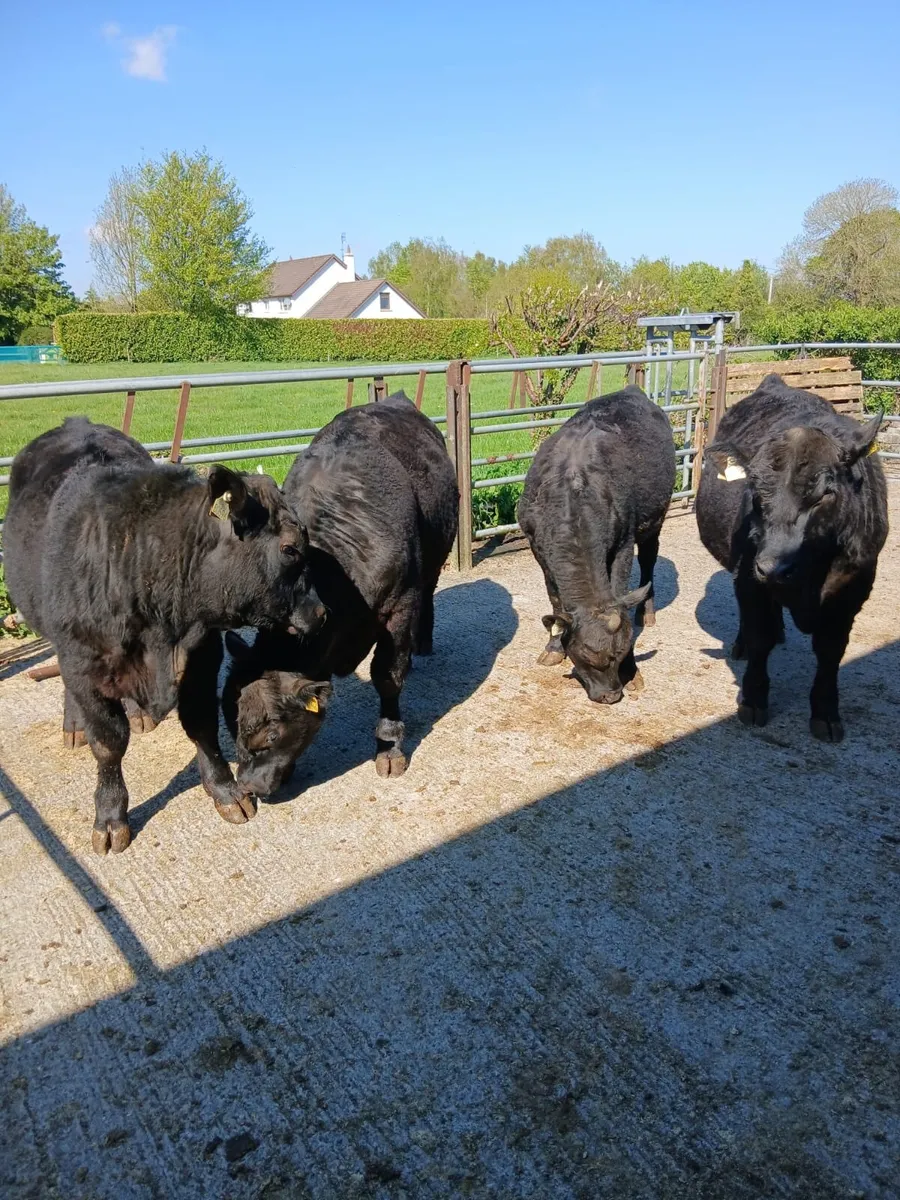 Aberdeen Angus - Image 1
