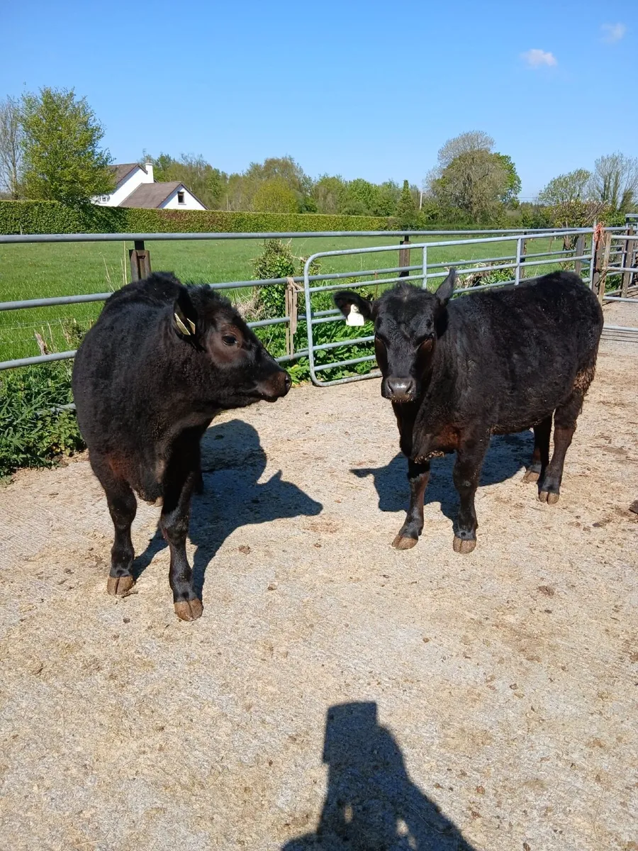 Aberdeen Angus - Image 2