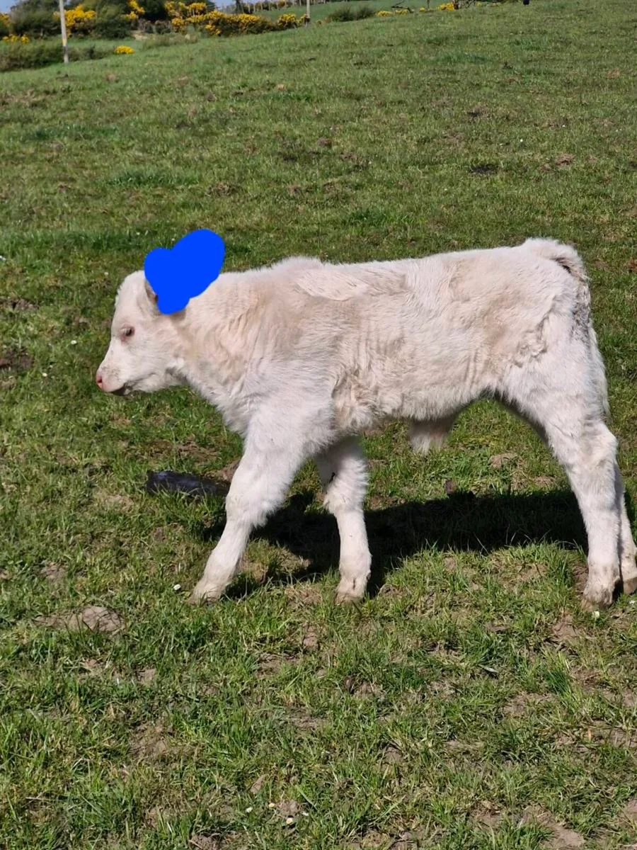 Calf - Image 2