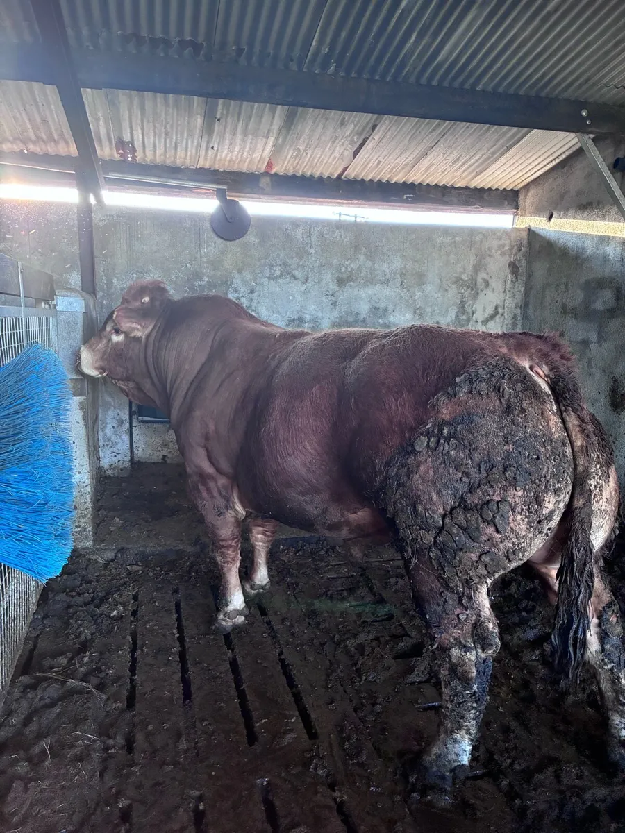 Limousin Bull - Image 2