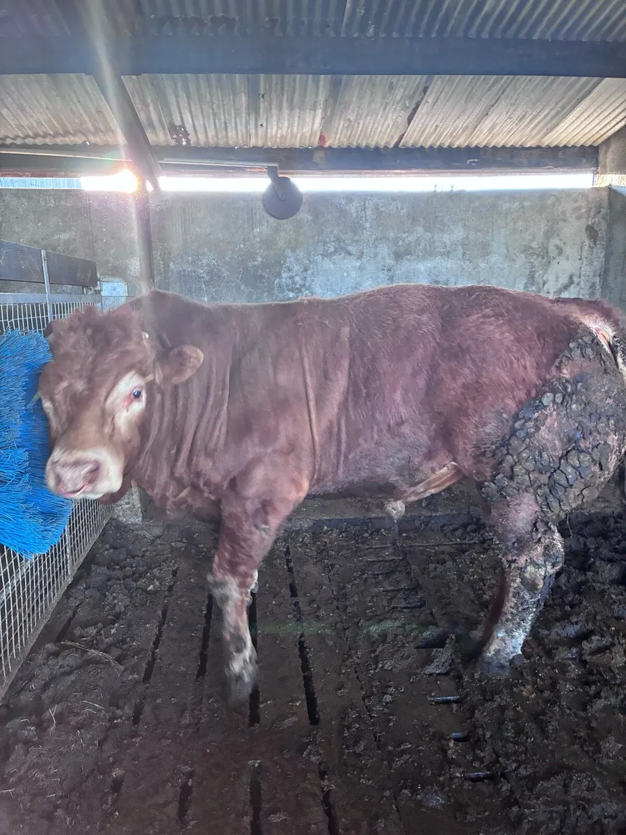 Limousin Bull - Image 3