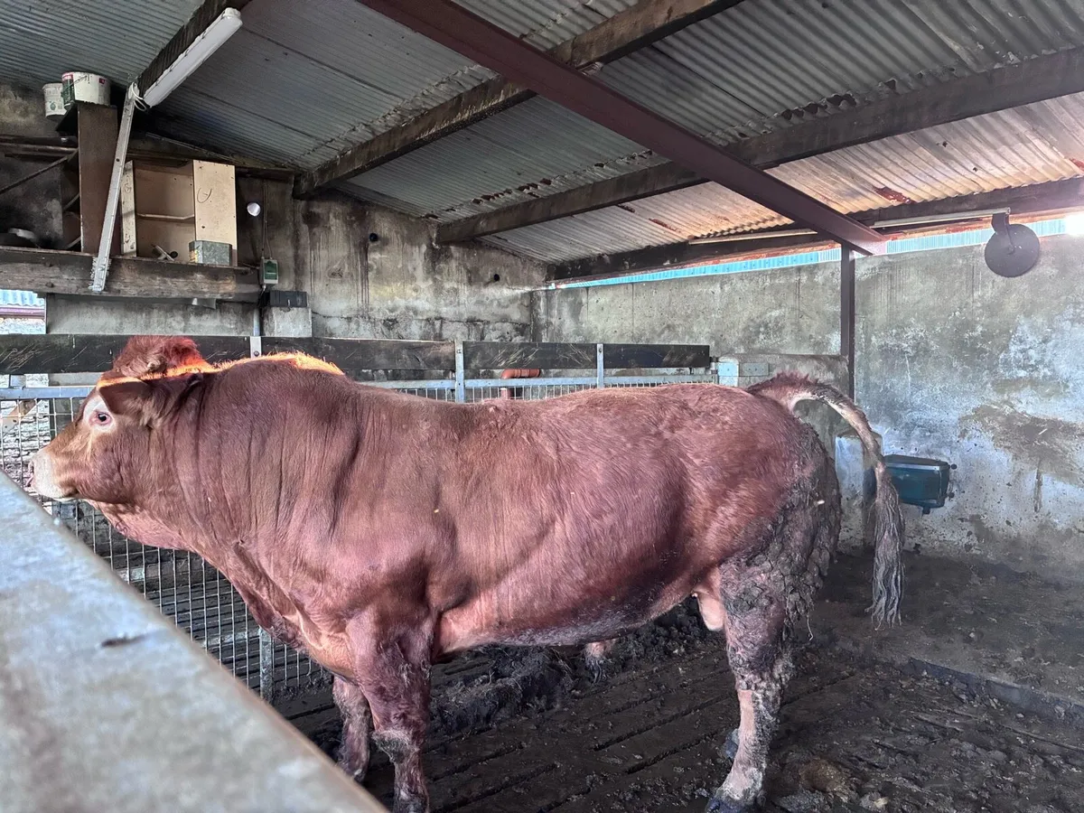 Limousin Bull - Image 4