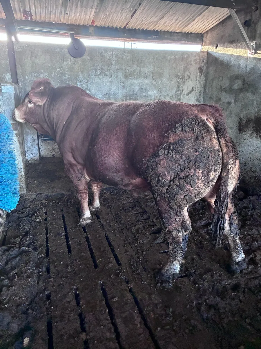 Limousin Bull - Image 1