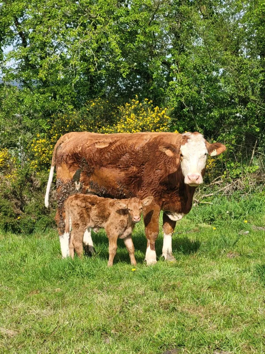 Super First Caved Heifer - Image 1